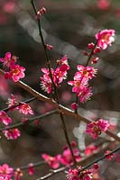 Prunus ( Cherry ) blossom in early spring