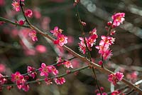 Prunus mume 'Beni-chidori' blossom in early spring ( Japanese apricot or Chinese plum )