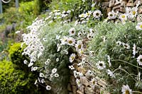 Anthemis cupaniana growing on stone wall in garden