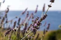 Lavender growing in Coastal seaside garden