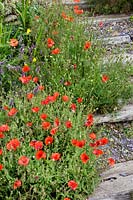 Poppy ( Papaver rhoeas ) growing in Coastal seaside garden with wildflowers and annuals, Devon