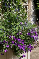 Cotswold Wildlife Park gardens, Summer container with Petunias and Salvia, blue and white