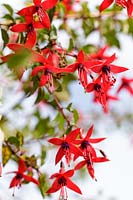 Fuchsia magellanica, ( hummingbird fuchsia or hardy fuchsia )