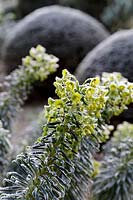Euphorbia characias subsp. wulfenii in frost