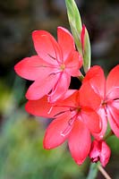 Hesperantha coccinea 'Major', 'crimson flag', 'Kaffir Lily', ( syn Schizostylis  )