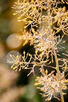 Macleya cordata, autumn foliage and seed heads