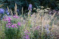 The Garden House, Devon, UK. The wildflower garden with Aconitum napellus ( Monkshood ), Angelica, grasses and Asters