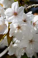 Prunus 'Tai-Haku', Great White Cherry