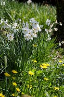White 'Pheasants Eye' Daffodils in long grass with Dandelions