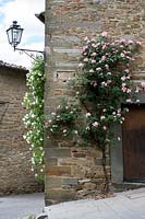 Climbing roses on wall in Volpaia, Tuscany, Italy