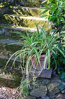 Spider plant on steps, outside in summer