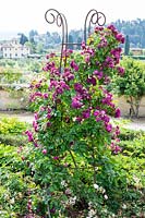 Climbing rose at Boboli Gardens, Florence, Italy