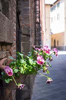 Pot of pansies in the street, Lucca, Tuscany, Italy