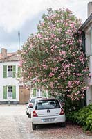 Oleander bush outside house in La Flotte, Ile De Re. Poitou-Charentes, France.