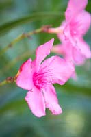 Pink Oleander flower in summer