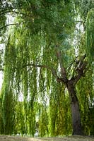 Salix babylonica, weeping willow