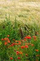 Papaver rhoeas, poppy at the side of a farmer's field, Devon