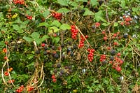 autumnal hedgerow with blackberries