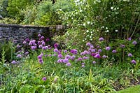 Cerney House Gardens, Gloucestershire, UK. ( Sir Michael and Lady Angus ) Walled kitchen garden, Allium aflatunense in drifts, Viburnum opulus behind