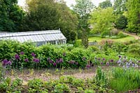 Cerney House Gardens, Gloucestershire, UK. ( Sir Michael and Lady Angus ) Walled kitchen garden with greenhouse behind Allium aflatunense