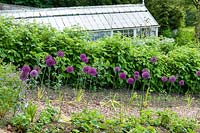 Cerney House Gardens, Gloucestershire, UK. ( Sir Michael and Lady Angus ) Walled kitchen garden with greenhouse behind Allium aflatunense in drifts