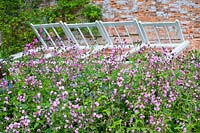 Cerney House Gardens, Gloucestershire, UK. ( Sir Michael and Lady Angus ) Walled kitchen garden, opened coldframes with Red Campion ( Silene dioica ) in front