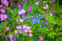 Red Campion ( Silene dioica ) and Forget-Me-Nots