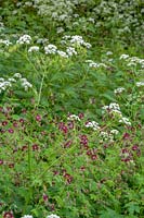Cow Parsley and Mourning Widow ( Anthriscus sylvestris and geranium phaeum )