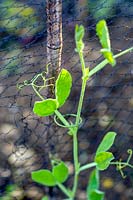Sweet Pea climbing netted bamboo support
