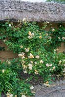 Caervallack, Cornwall, UK. ( McClary/Robinson ) Artists garden in summer, Rosa 'Buff Beauty'