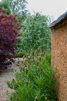Caervallack, Cornwall, UK. ( McClary/Robinson ) Artists garden in summer, Nectaroscordum siculum against cob wall