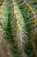 Close up of cactus spines, Parodia magnifica