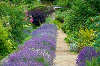 Cerney House Gardens, Gloucestershire, UK. ( Sir Michael and Lady Angus ) path edged with lavenders
