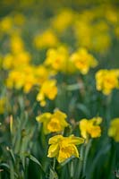 Drifts of daffodils ( Narcissus ) in spring