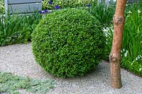 Chelsea Flower Show 2007, 'A Tribute To Linnaeus' ( Ulf Nordfjell ) Ligustrum vulgare 'Atrovirens' sphere topiary