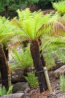 Dicksonia antartica ( tree fern )