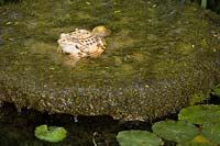 Bourton House Garden, Glos., UK ( Paice ) ornamental frog in the pond