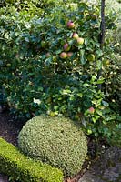 Watcombe Garden, Somerset, UK. Summer, apple and sphere topiary