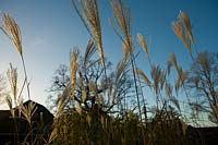 Bristol University Botanic Gardens, wintery Miscanthus sinensis grasses in late afternoon sunlight