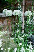 Chelsea Flower Show, 2009. 'Jacob's Ladder' garden ( des. Jeff Hewitt ) white garden with Alliumk 'Mount Everest'