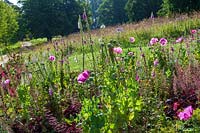 Cerney Gardens, Gloucestershire. Informal planting at edge of meadow with poppies and foxgloves