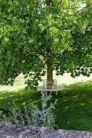 Cerney Gardens, Gloucestershire. Shady tree seat beneath Liriodendron ( Tulip Tree )