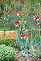 Iris 'Red Zinger' in Homebase Teenage Cancer Trust Garden, des. Joe Swift.