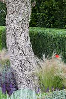 Olive tree in summer border, The Arthritis Research Garden, des. Thomas Hoblyn.