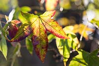 autumnal Liquidambar leaf in afternoon sunshine