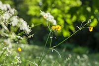 Anthriscus sylvestris and Ranunculus acris ( Cow Parsley and Buttercups ) in meadow in early summer