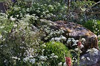 RHS Chelsea Flower Show 2014. 'Vital Earth The Night Sky Garden', designers David and Harry Rich. Informal planting with Cow Parsley. 