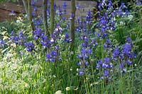 RHS Chelsea Flower Show 2014. 'Time to Reflect' Garden, designer Adam Frost, sponsor Homebase. Drifts of Iris sibirica. 