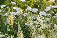 RHS Chelsea Flower Show 2014. the Laurent Perrier Garden, designer Luciano Guibbilei. Orlaya grandiflora and Lupinus 'Cashmere Cream'. 