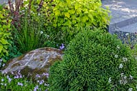 RHS Chelsea Flower Show 2014. The Brewer Dolphin Garden, designer Matthew Childs. Moss covered boulders and Cryptomeria japonica 'Globosa Nana' . 